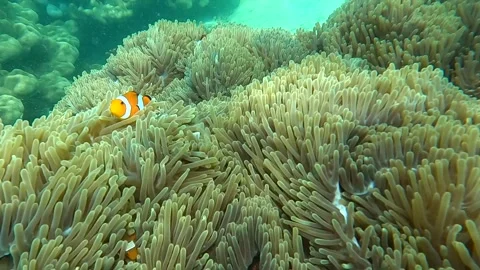 Orange Nemo fish hiding in the anemone, Clownfish in the ocean. Stock Footage 253765989