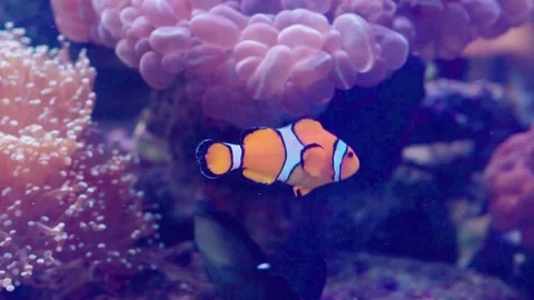 Orange Nemo Fish or Anemone Fish Swimming near Coral in Aquarium Stock Footage 153523137