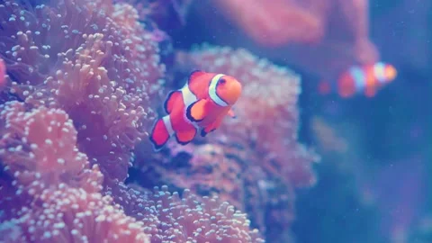 Orange Nemo Fish or Anemone Fish Swimming Slowly near Coral in Aquarium Stock Footage 153523183