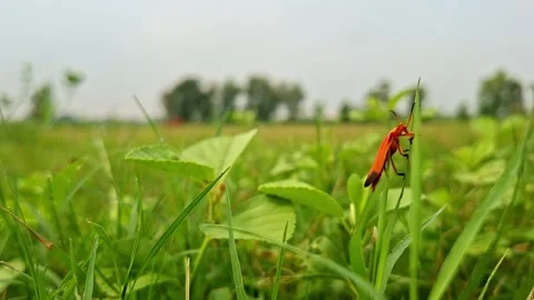 Orange Net Winged Beetle Perched On Lawn Grass Stock Footage 344045536