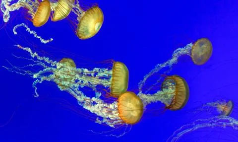 Orange nettle jellyfish Stock Photos