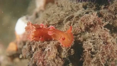 Orange nudibranch Plocamopherus imperialis Stock Footage 233015449