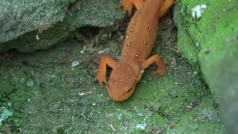 Orange Nute crawling on rocks Video stock 114582182