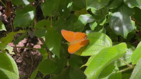 An orange nymphalid butterfly on a green leaf Video stock 343835736