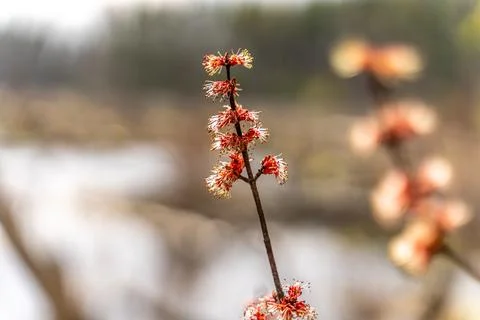 Orange Oak Tree Blossoms in Spring Foto stock