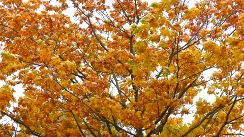 Orange oak tree leaves in storm, wind - autumn background Stock Footage 141813324