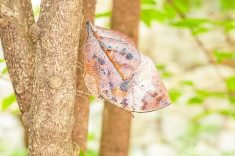 Orange oakleaf butterfly Stock Photos