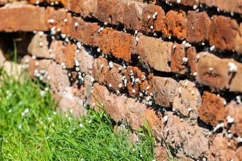 Orange old brick wall with snails Stock Photos