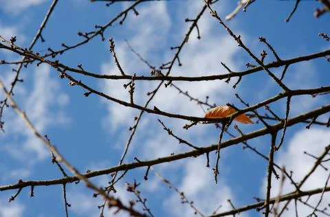 Orange one leaf on bare branches on background of blue cloudy sky. Stock Photos