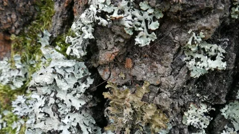 An orange opiliones sits on the bark of a tree. Видео 153700610
