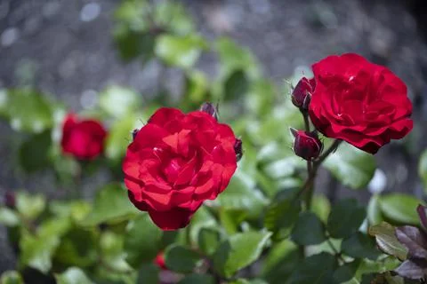 Orange or deep orange-red Floribunda Ponderosa roses with mild fragrance. Stockfoto's
