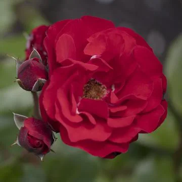 Orange or deep orange-red Floribunda Ponderosa roses with mild fragrance. Stockfoto's