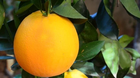 Orange - Orange tree Orange Park Vidéo 81234890