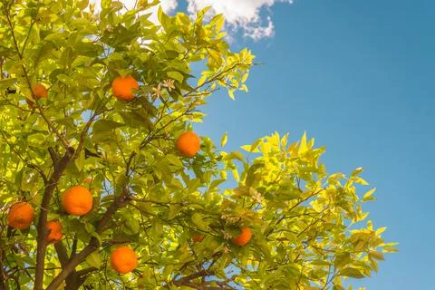 Orange on orange tree on sky background. Spain. Stock Photos