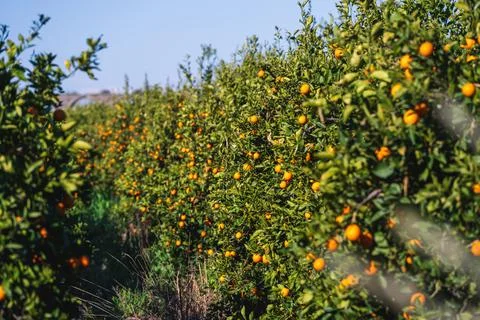 Orange orchard pathway surrounded by ripe citrus trees Stock Photos
