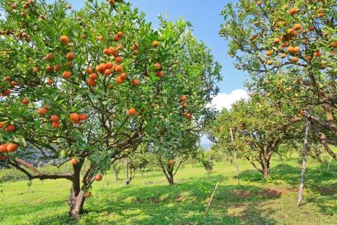 Orange orchard Stock Photos