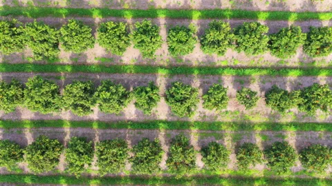 Orange orchard with regular citrus tree rows and dense green canopy, top down Stock Footage 346320870