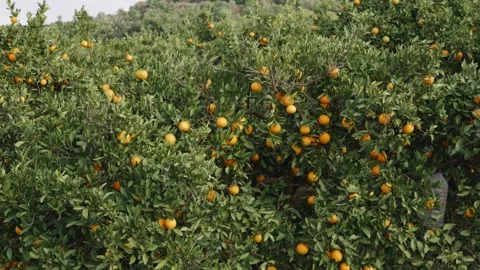 Orange Orchard with Ripe Oranges, Citrus Trees and Sustainable Farming Stock Footage 327026085