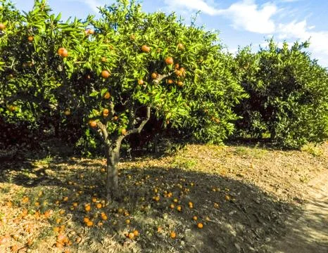 Orange Orchard Tree Stock Photos