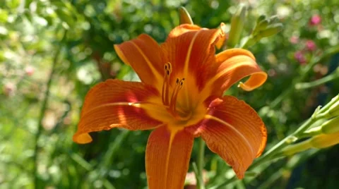 Orange Orchid With A Bug Flying Around It Stock Footage 53878280