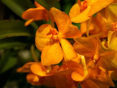Orange orchid close-up Stock Photos