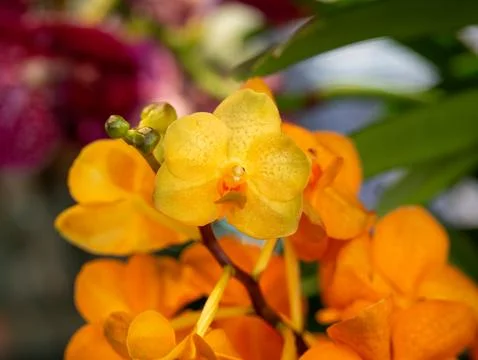 Orange orchid close-up Stock Photos