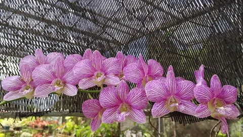Orange Orchid Stock Footage 338014157