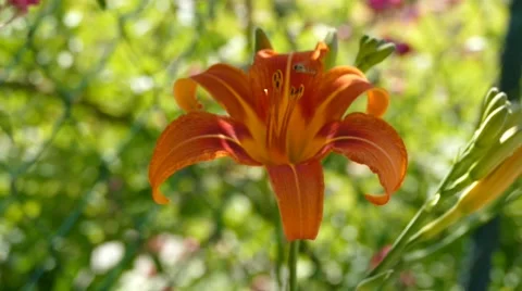 Orange Orchid With An Insect On It Stock Footage 53878284