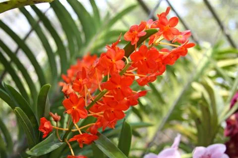 Orange orchid Stock Photos