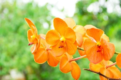 Orange orchid Stock Photos