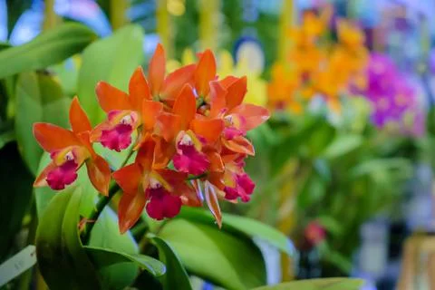 Orange orchid Stock Photos