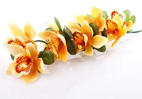 Orange orchid Stock Photos