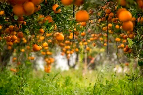 Orange Orchid Stock Photos
