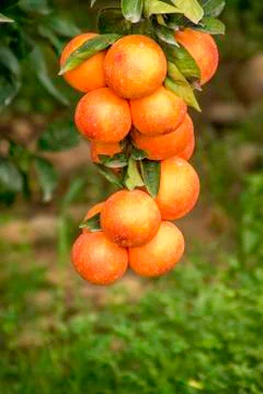 Orange Orchid Stock Photos