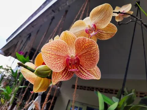 Orange orchid Stock Photos