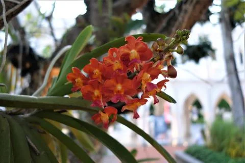 Orange orchid on a tree as a close up Stock Photos