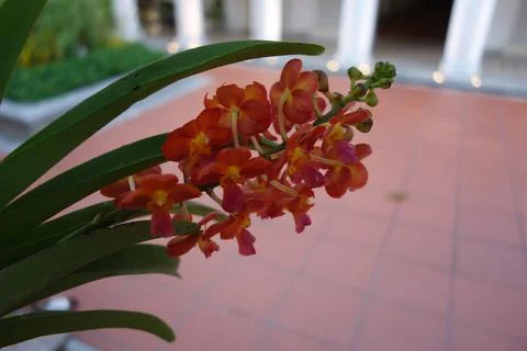Orange orchid on a tree as a close up Stock Photos