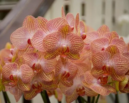 Orange orchids in full bloom Stock Photos