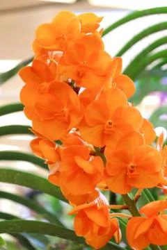 Orange  orchids Foto stock