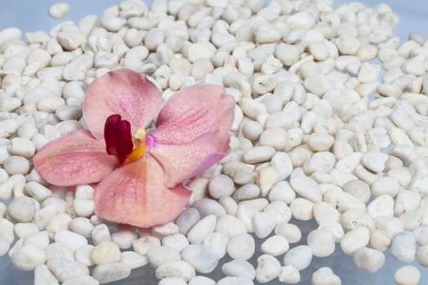 Orange orchids on a stone. Stock Photos