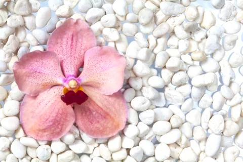 Orange orchids on a stone. Stock Photos