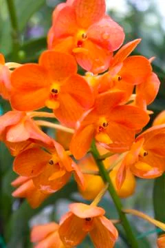 Orange orchids(vanda) Stock Photos