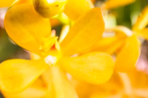 Orange orchids(vanda) Stock Photos