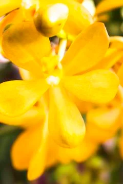 Orange orchids(vanda) Stock Photos