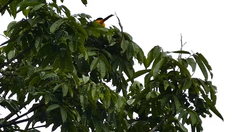 Orange oriole atop a broad leaf tree with cloudy skies background Stock Footage 123625952