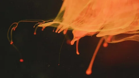 Orange paint diffusing in the water Stock Footage 100018548