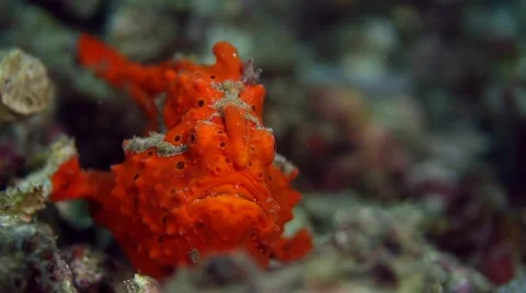Orange painted frogfish 022 Stock Footage 62405655