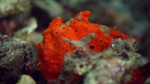 Orange painted frogfish 023 Stock Footage 62405433