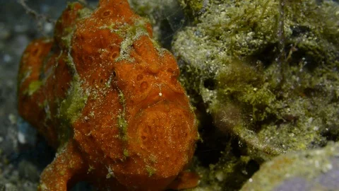 Orange painted frogfish close up Stock Footage 112256220