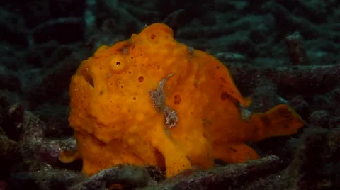 Orange painted frogfish snoot Stock Footage 62406155